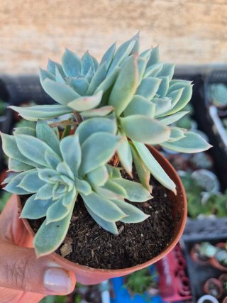 Echeveria Boiel Rose