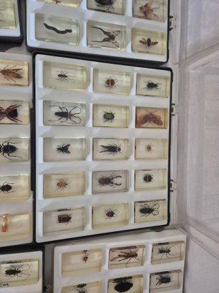 Lote 91 insectos en resina