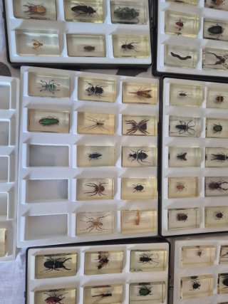 Lote 91 insectos en resina