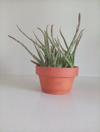 Aloe Vera en Maceta de Barro Colección