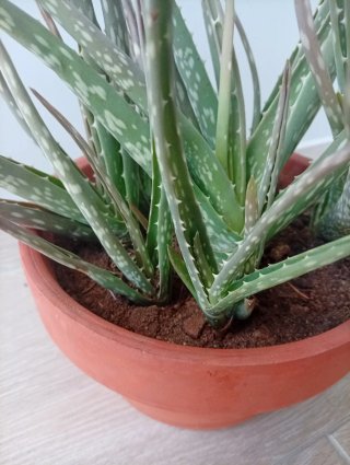 Aloe Vera en Maceta de Barro Colección