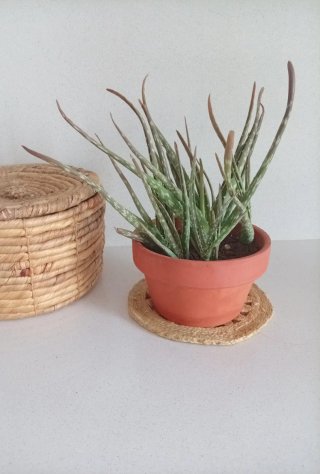 Aloe Vera en Maceta de Barro Colección