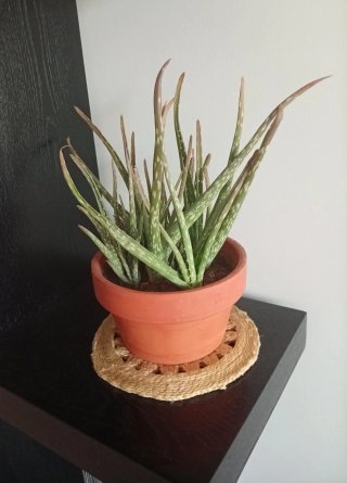 Aloe Vera en Maceta de Barro Colección