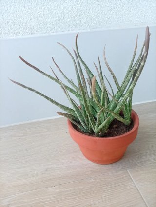 Aloe Vera en Maceta de Barro Colección