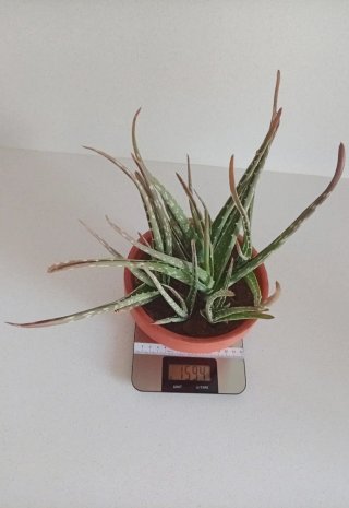 Aloe Vera en Maceta de Barro Colección