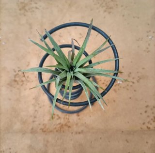 Supporto per Tillandsia in metallo