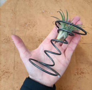 Supporto per Tillandsia in metallo