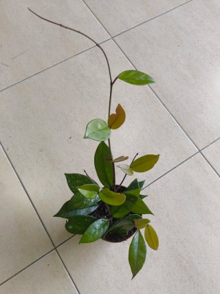 Hoya carnosa stardust