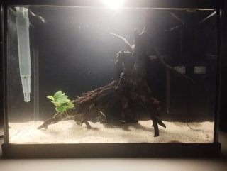 Nano acuario