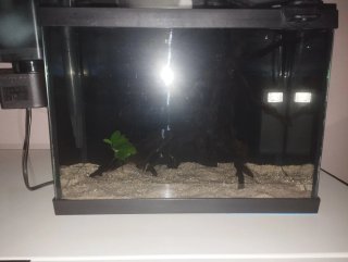 Nano acuario