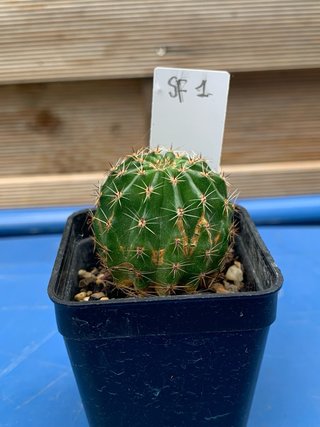 Echinopsis hybrid SF 1 - Pianta di cactus