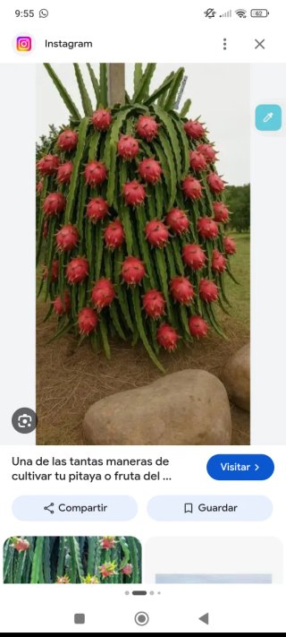 Planta de Pitaya