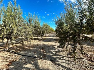 Terreno en venta en Pinos Puente