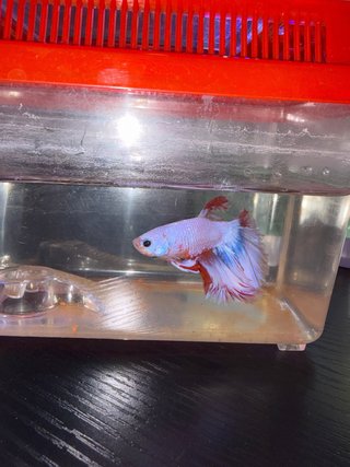 Jaula con pez beta rosa