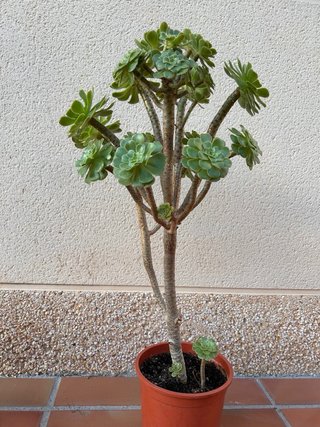Lote 3 Crasas. Plantas de exterior.