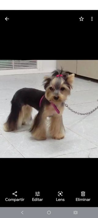 Peluquera canina a domicilio