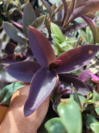 Esqueje Tradescantia pallida KARTUZ GIANT