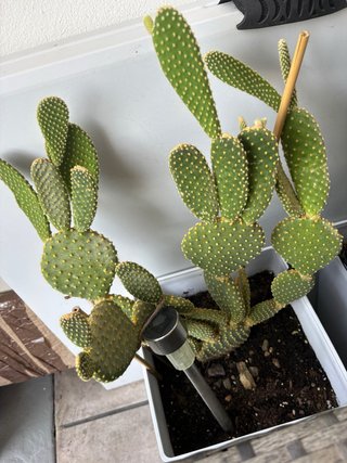 Cactus Opuntia microdasys