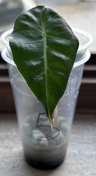 Alocasia Polly (Amazonica) Pianta