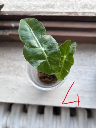 Alocasia Polly (Amazonica) Pianta