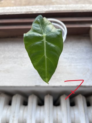 Alocasia Polly (Amazonica) Pianta
