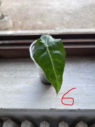 Alocasia Polly (Amazonica) Pianta