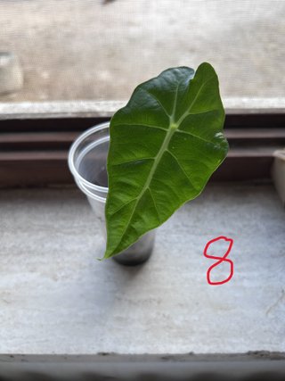 Alocasia Polly (Amazonica) Pianta