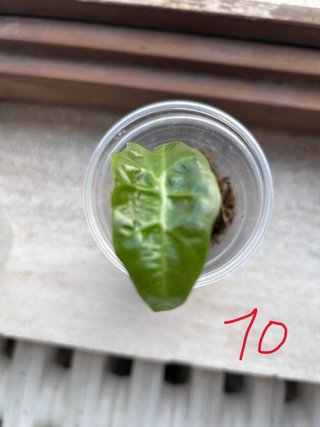 Alocasia Polly (Amazonica) Pianta