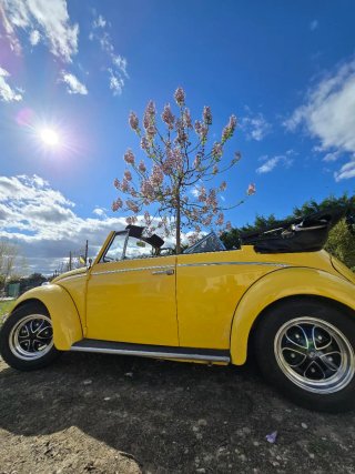 Volkswagen Beetle 1964