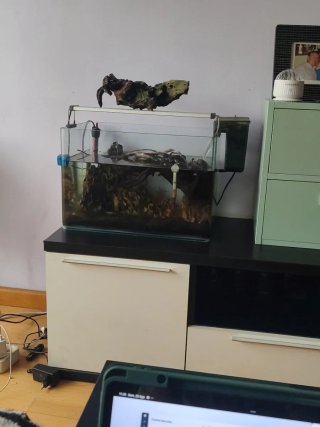 Acuario 60L con accesorios