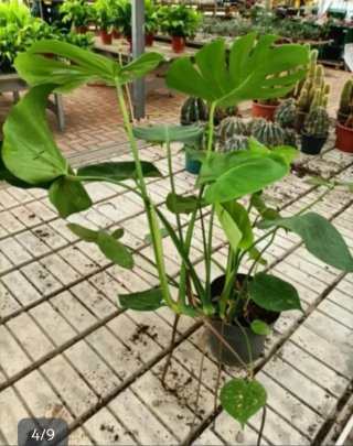 Monstera Deliciosa Grande 70cm