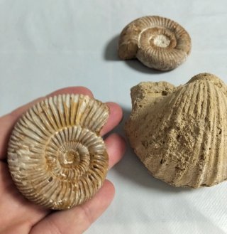 Lote Fósiles Marinos.
