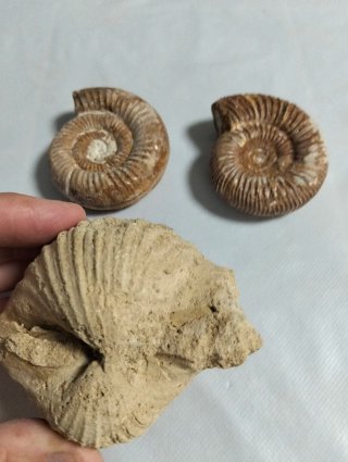 Lote Fósiles Marinos.