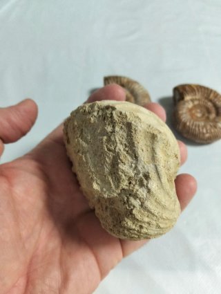 Lote Fósiles Marinos.