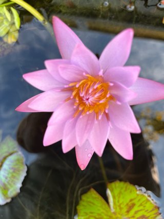 Nenúfares Tropicales,ISGy rústicos  Bebé