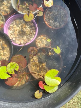 Nenúfares Tropicales,ISGy rústicos  Bebé