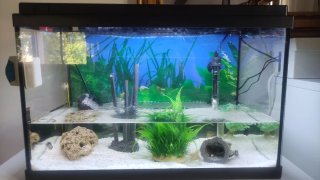 Acuario 60L Aqua LED Calentador Termòmetre 3 meses