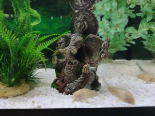 Acuario 60L Aqua LED Calentador Termòmetre 3 meses
