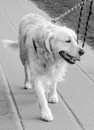 Cuidadora de niños y animales