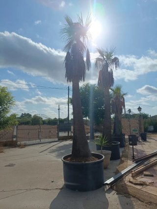 Palmera Washingtona en maceta grande