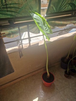 Alocasia plantas varios tamaños