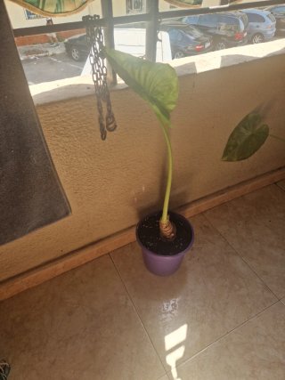 Alocasia plantas varios tamaños
