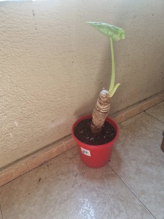Alocasia plantas varios tamaños