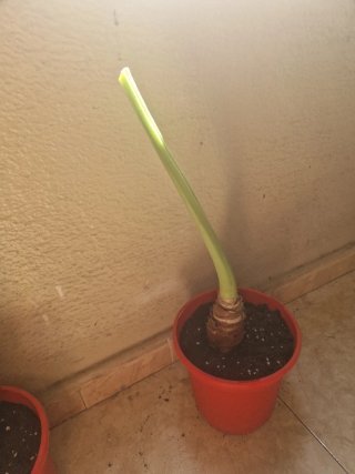 Alocasia plantas varios tamaños