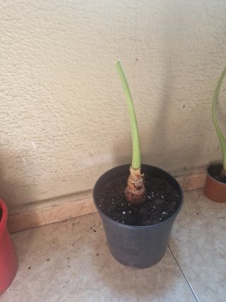 Alocasia plantas varios tamaños