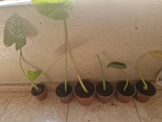 Alocasia plantas varios tamaños
