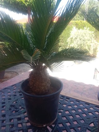 2 Cycas revoluta