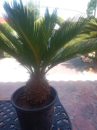 2 Cycas revoluta