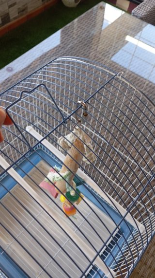 Jaula para pájaros azul y blanca