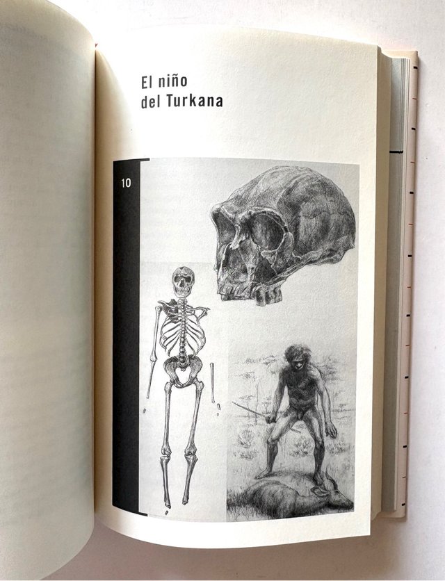 Los fósiles de nuestra evolución ANTONIO ROSAS